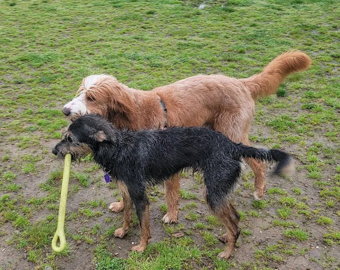 Westerly Dog Park 6