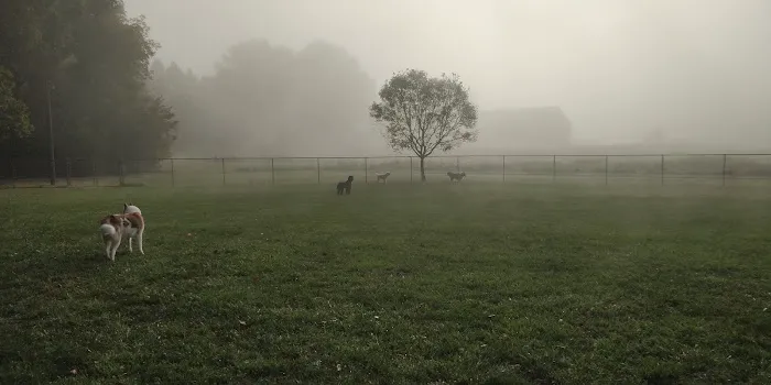 Overlook Dog Park *Membership required 2