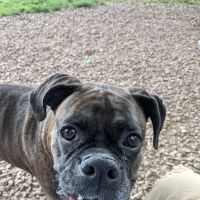 Overlook Dog Park *Membership required ico