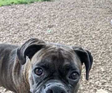 Overlook Dog Park *Membership required