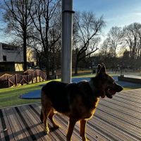 Beau’s Dream Dog Park ico