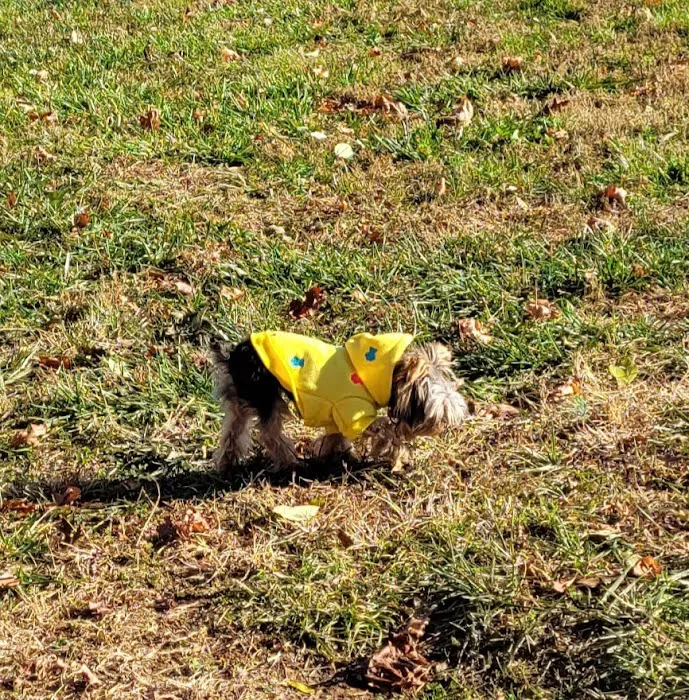 Oxford Area Recreation Dog Park 8