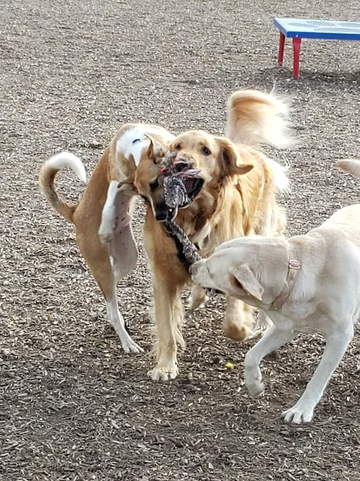 New Castle County Bark Park 1