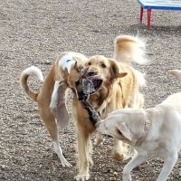 New Castle County Bark Park ico