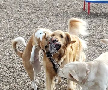 New Castle County Bark Park
