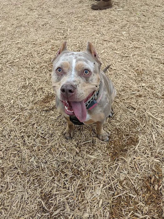 New Castle County Bark Park 5