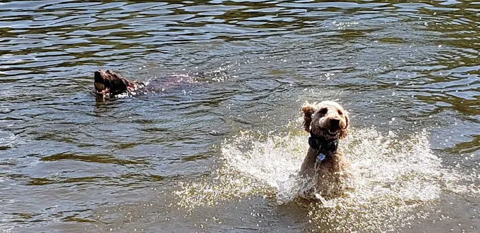 Lums Pond Dog Park 1