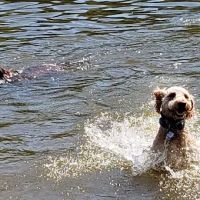 Lums Pond Dog Park ico