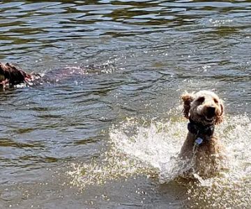 Lums Pond Dog Park