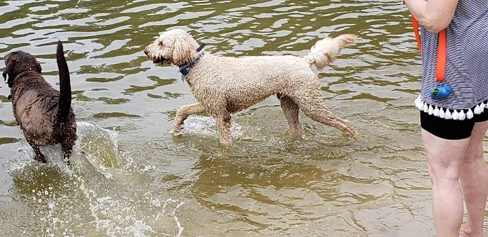 Lums Pond Dog Park 10