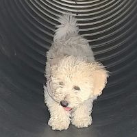 Municipality of Kingston Dog Park ico