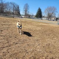 Bloomsburg Dog Park ico
