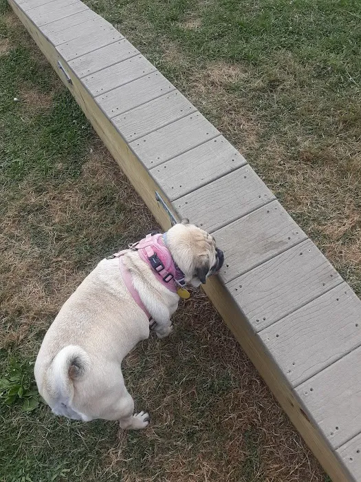 Bloomsburg Dog Park 5