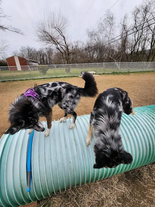 Bloomsburg Dog Park 6