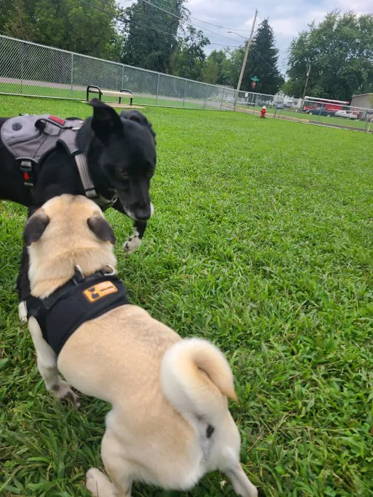 Bloomsburg Dog Park 4