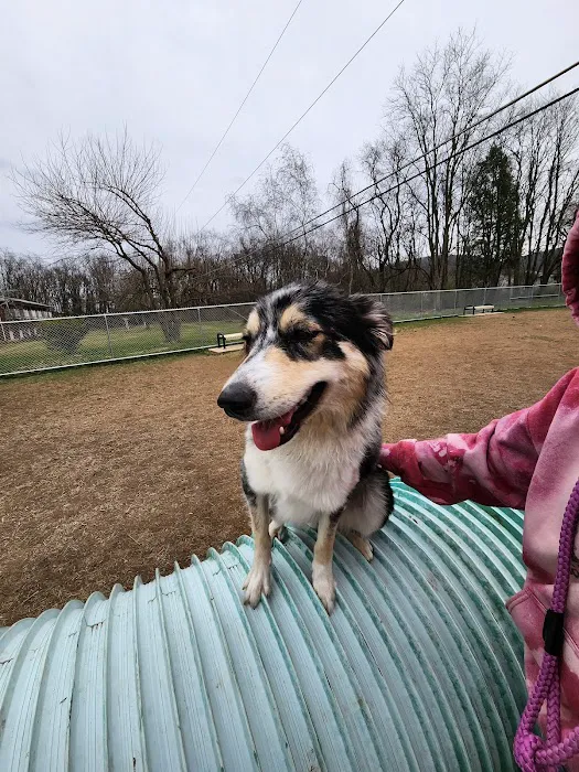Bloomsburg Dog Park 7
