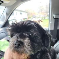 Shandaken Dog Park ico