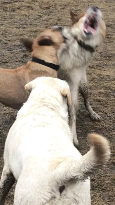 Hudson Dog Park 5