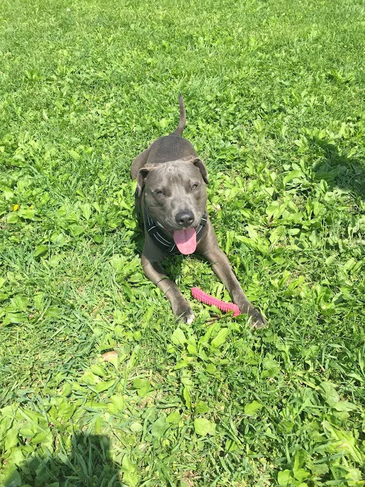 Athens Bunker Hill Dog Park 10