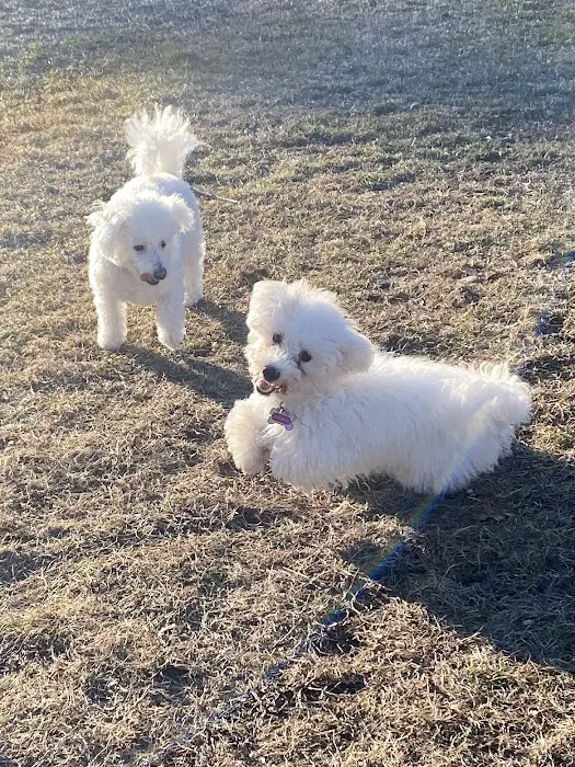Friends of South Hadley Dog Park 3