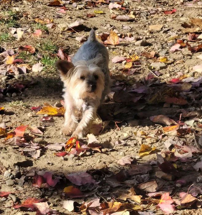 Friends of South Hadley Dog Park 4