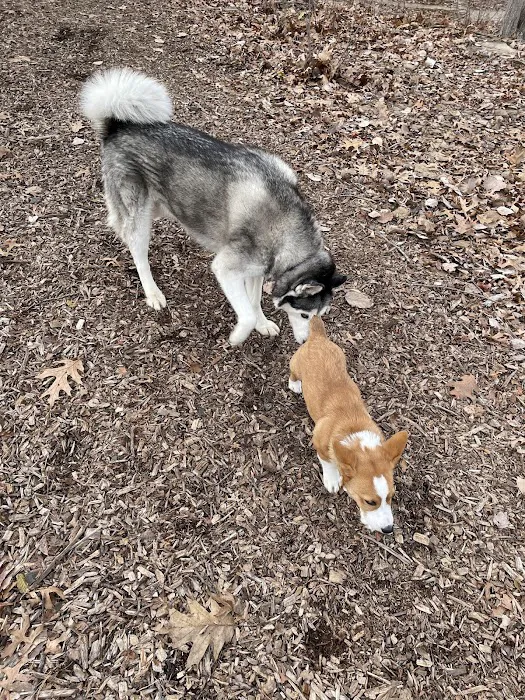 Friends of South Hadley Dog Park 7