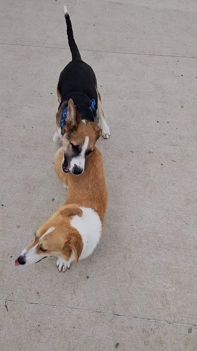 Amherst Dog Park 1