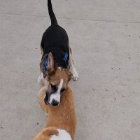 Amherst Dog Park ico