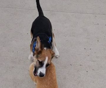 Amherst Dog Park