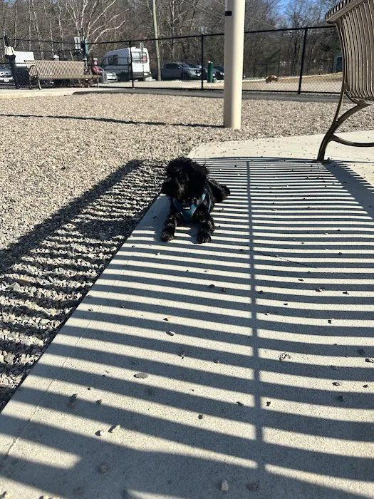 Amherst Dog Park 8