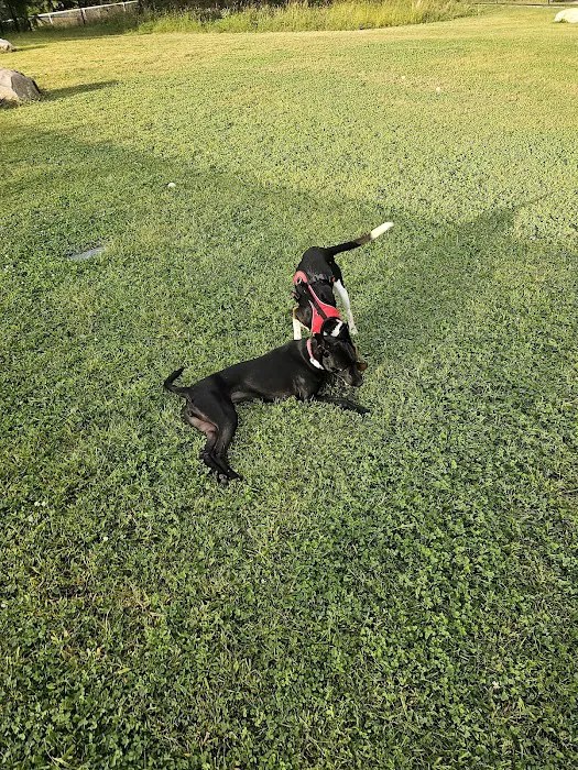 Amherst Dog Park 7