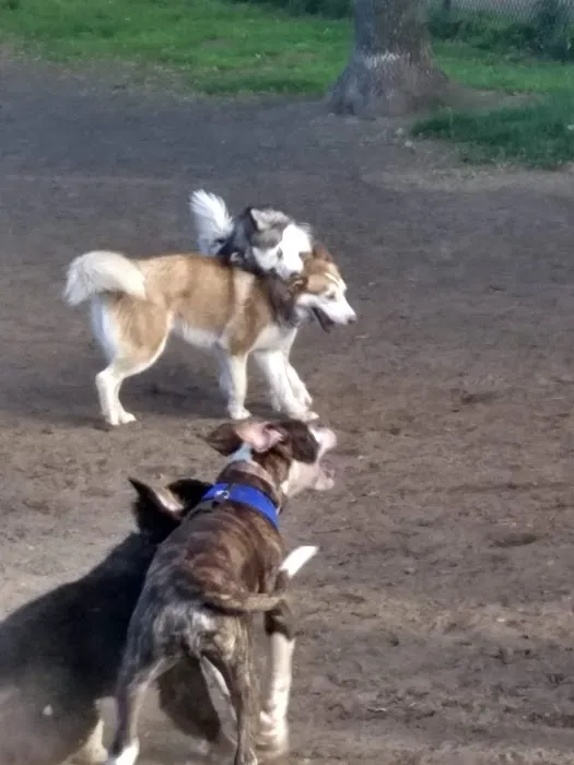 Putnam Lions Memorial Dog Park 9