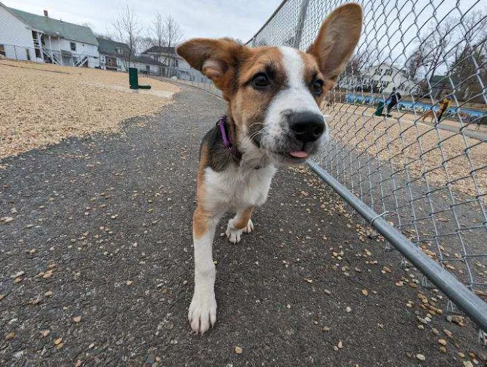 Ware Dog Park 5