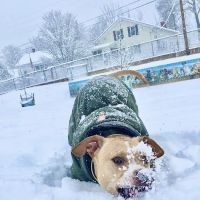 Ware Dog Park ico