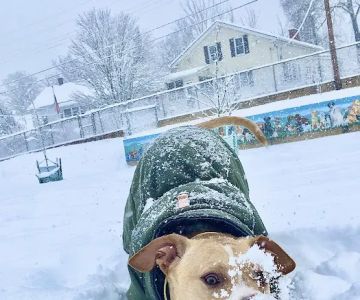 Ware Dog Park