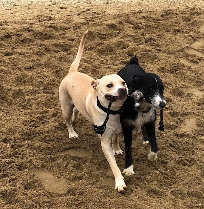 Ware Dog Park 10