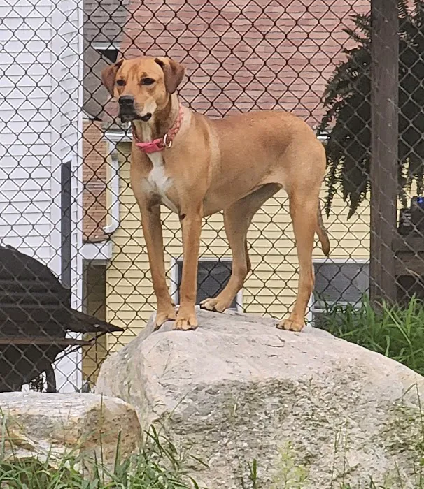 Ware Dog Park 9