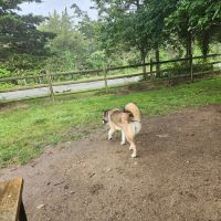 Charlestown dog park ico