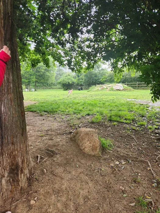 Charlestown dog park 4