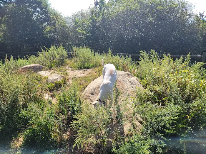 Charlestown dog park 6