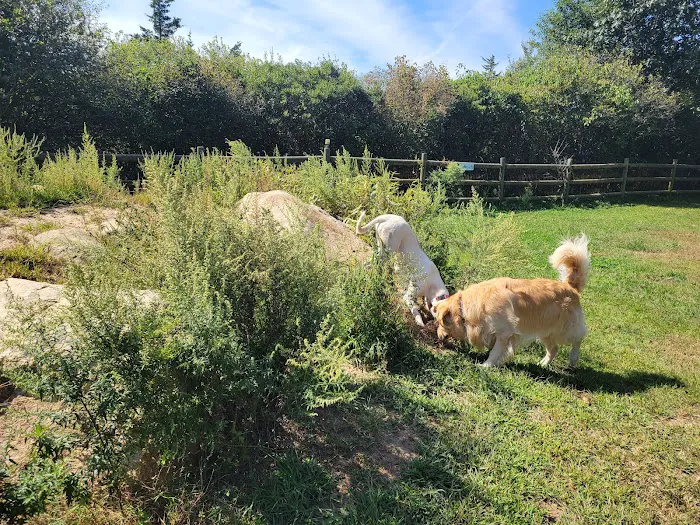 Charlestown dog park 3