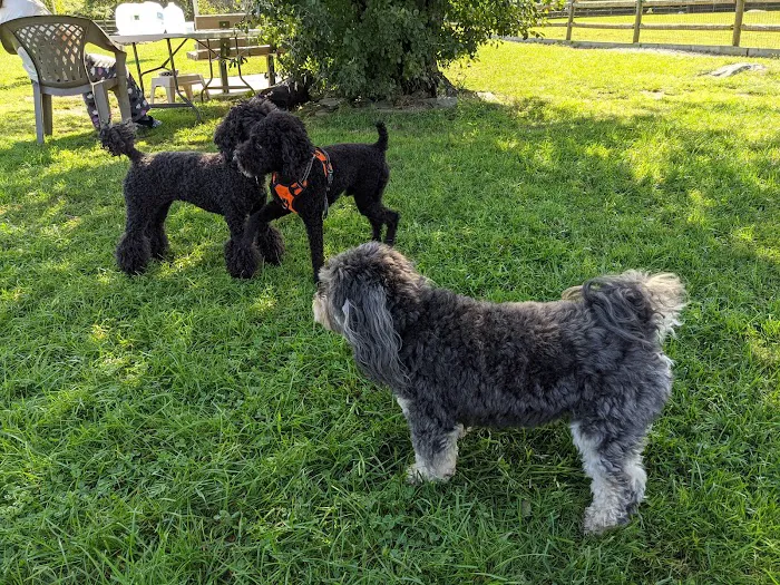 South Kingstown Dog Park 6
