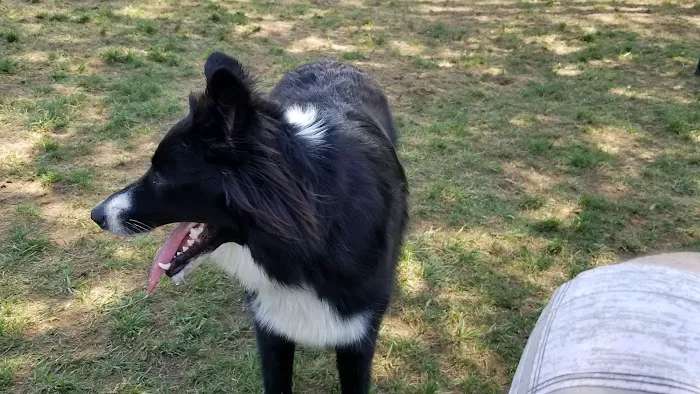 South Kingstown Dog Park 5