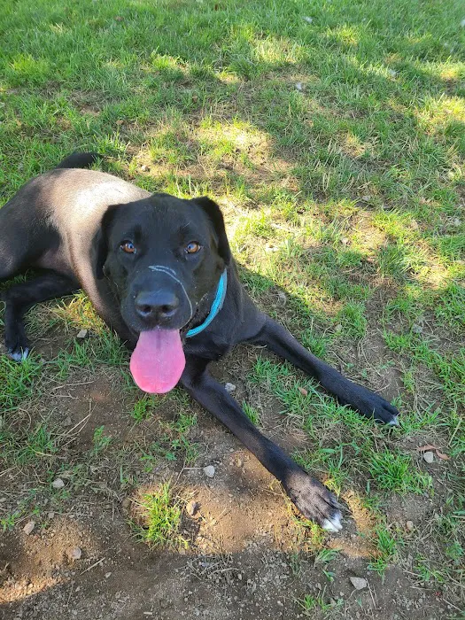 South Kingstown Dog Park 4