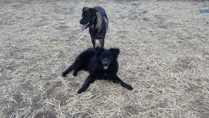 South Kingstown Dog Park 8