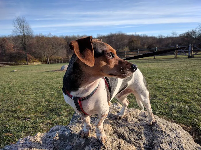 South Kingstown Dog Park 9