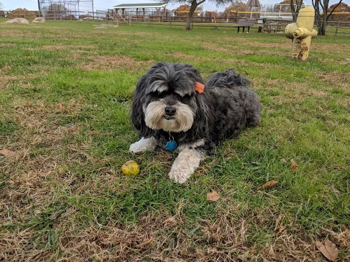 South Kingstown Dog Park 10
