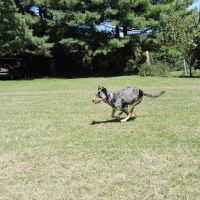 Barkby Plungers ico