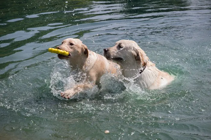 Barkby Plungers 8