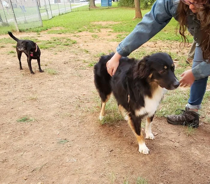 K9 Cody Dog Park 1